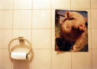 18_pig-bathroom.jpg